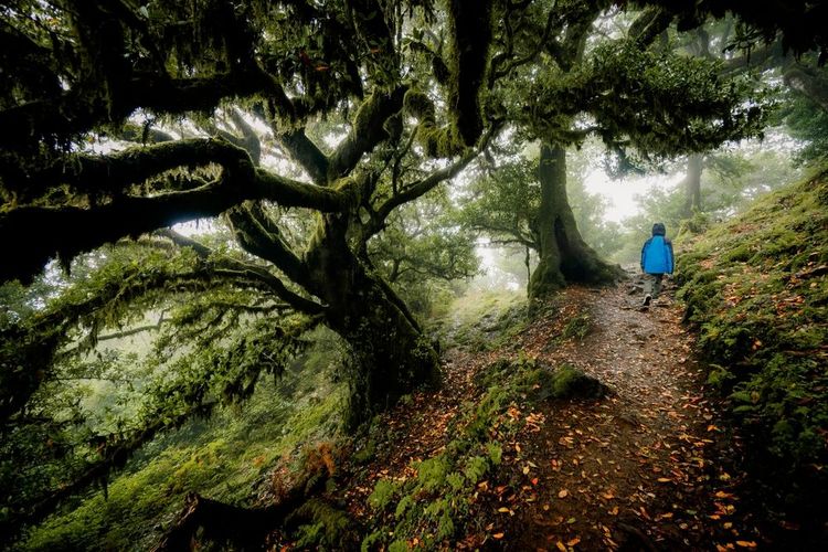 La forêt grimpe sur toute la montagne Fanal