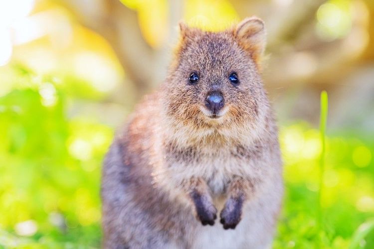 Le quokka est à la fois jovial et désinhibé avec les humains