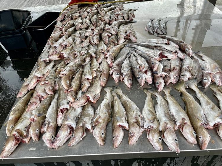 Morues salées sur un étal