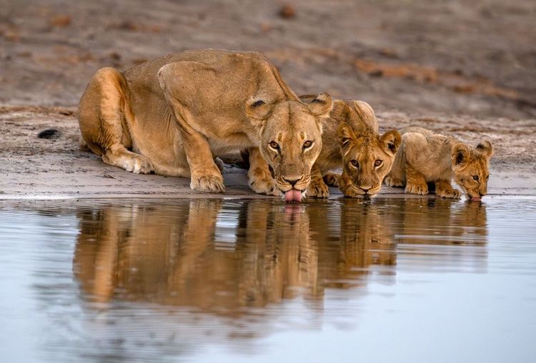 Une lionne et ses petits dans le parc national de Hwange au Zimbabwe