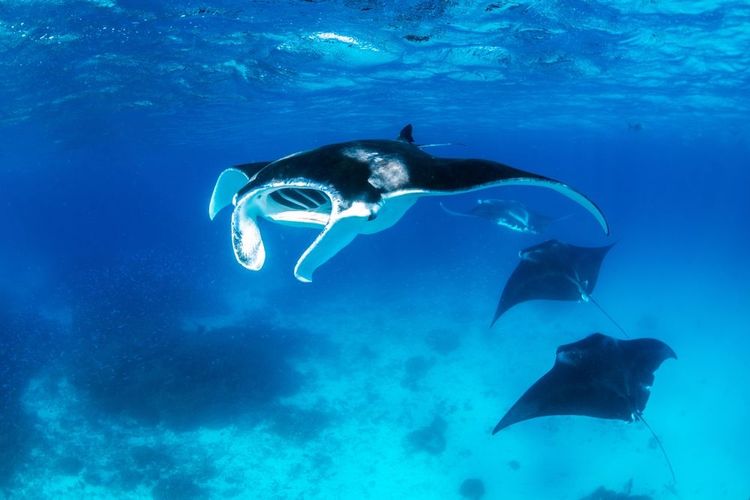 Les raies mantas volent en escouade