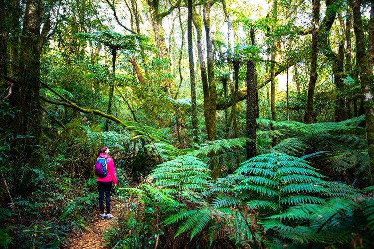 Promenade dans le parc national de Lamington et sa forêt primaire aux fougères arborescentes, Queensland