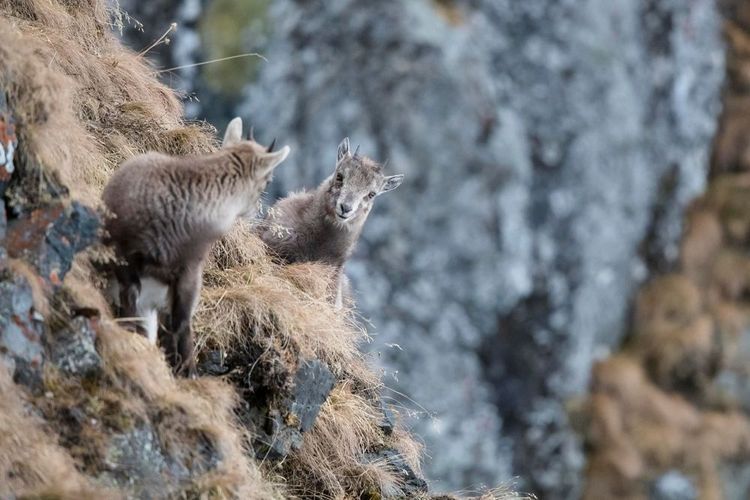 Ibex alpin (Capra Ibex), vallée de Stubai, Tyrol, Autriche