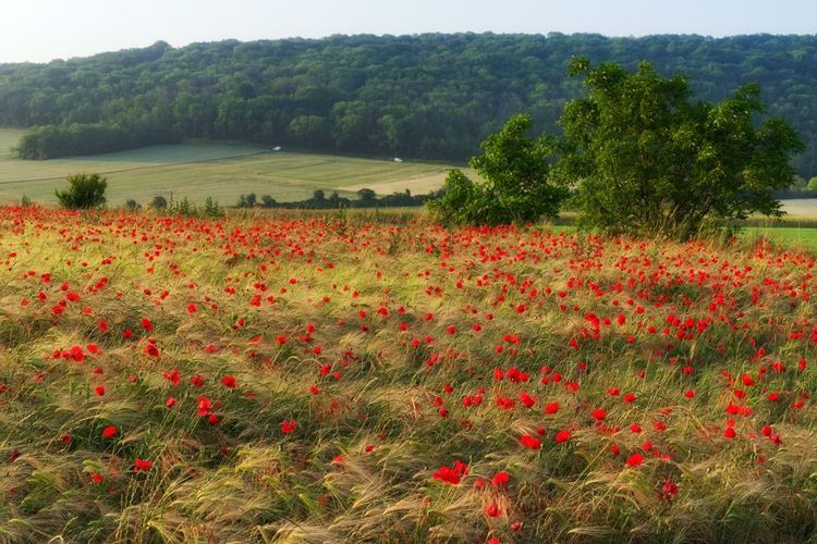 Parc naturel régional du Vexin français
