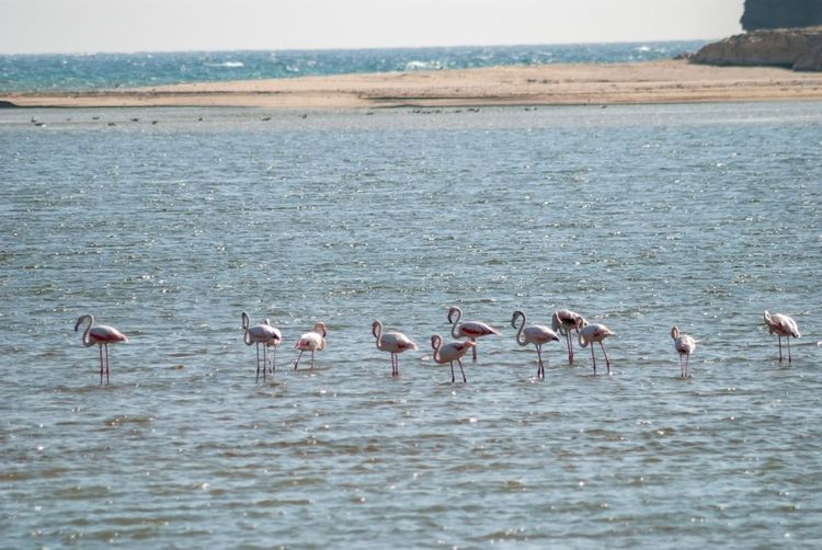 Des flamands roses dans le lagon de Salalah