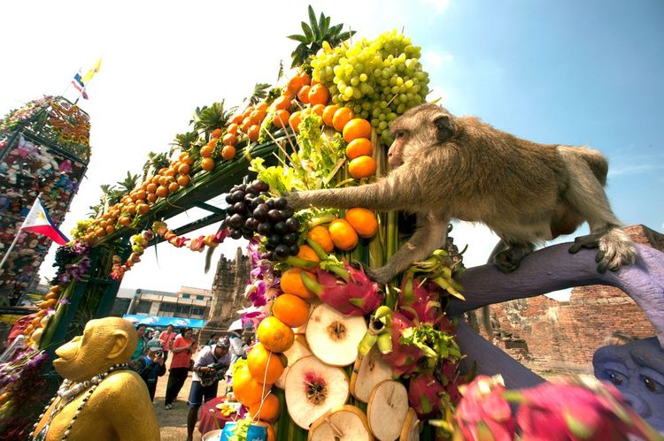 Les singes de Lopburi en Thaïland
