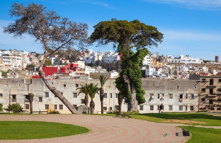 Les vieux arbres des jardins de La Mendoubia