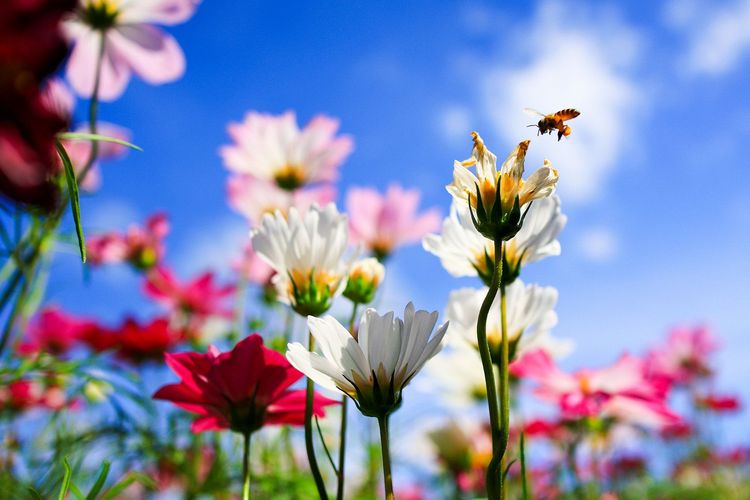 Des ruches sont dans le parc où les abeilles pollinisent