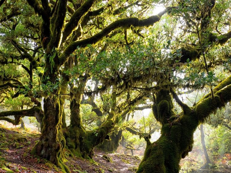 La laurisylve, qui signifie "forêt de lauriers" de Fanal