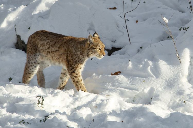 Le lynx, peureux, habite ce parc