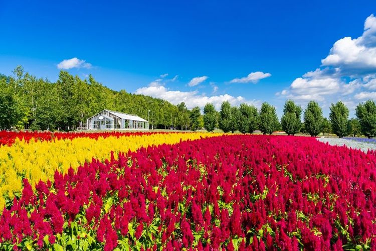 Champ de fleurs à Furano