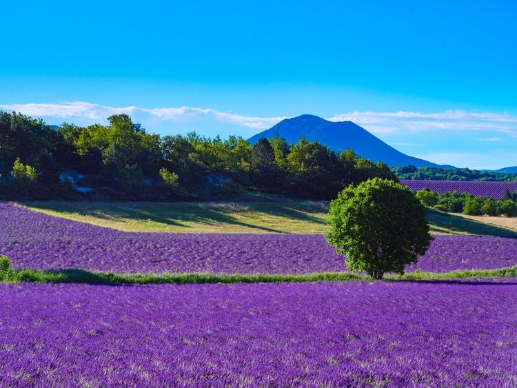 Champs de lavande en fleurs et montagnes à distance. Région de Puimoisson, Plateau Valensole, Alpes de Haute Provence en France.