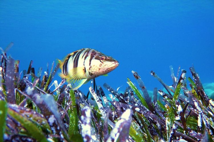 Le serran écriture (serranus scriba) est en chasse