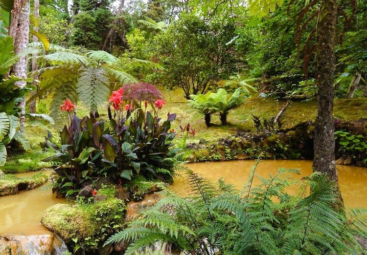 Terra Nostra, un brai jardin botanique exotique