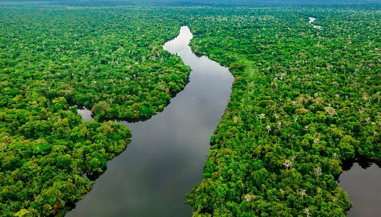 L'Amazon coule en Amazonie brésilienne au milieu de sa forêt tropicale dense