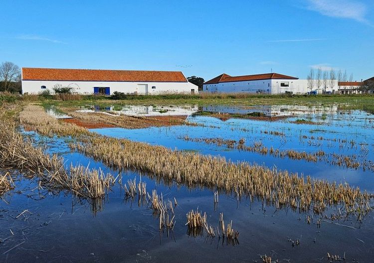 Rizière et exploitation agricole à Comporta