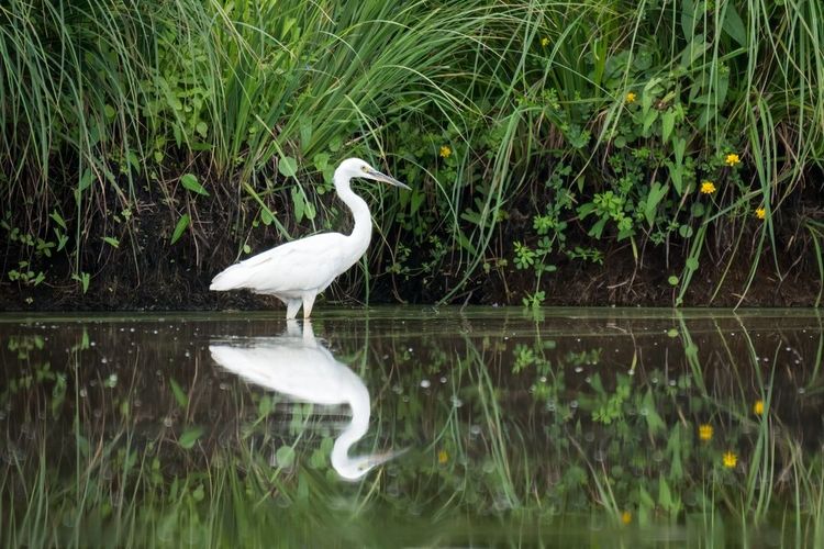 Observation des oiseaux dans le parc régional de Brière