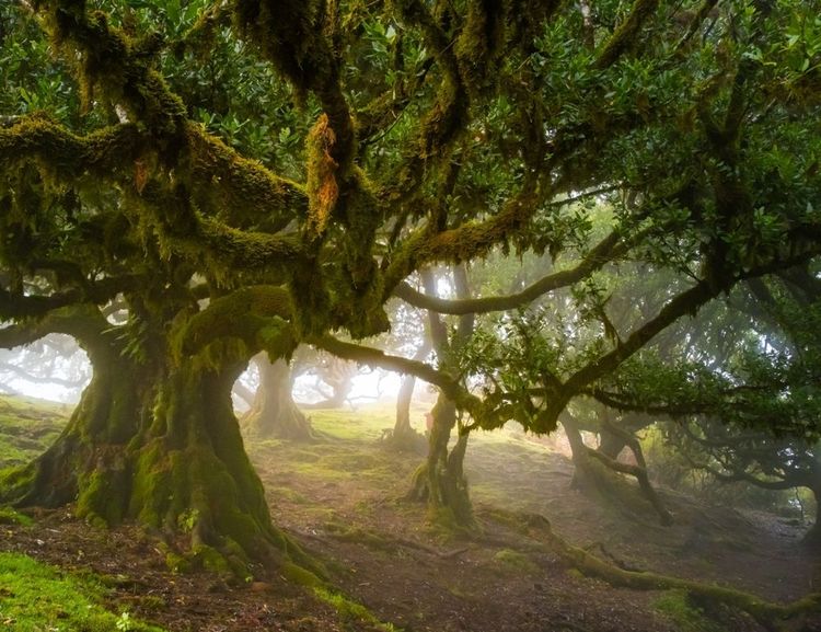 La forêt est si brumeuse qu'on croirait que l'humidité sort des arbres