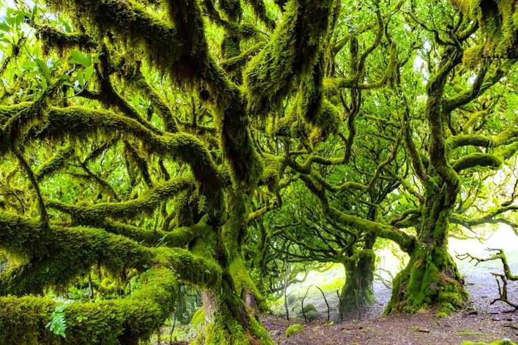 Mystique et envoûtant : plongez dans la forêt de Fanal à Madère