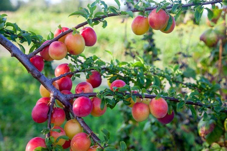 Des mirabelle encore sur la branche