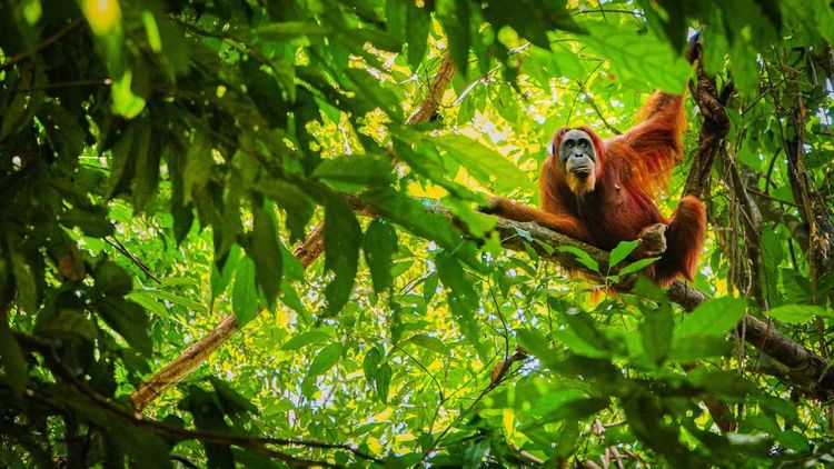 L'orang-outan ne vit qu'ici, en Indonésie