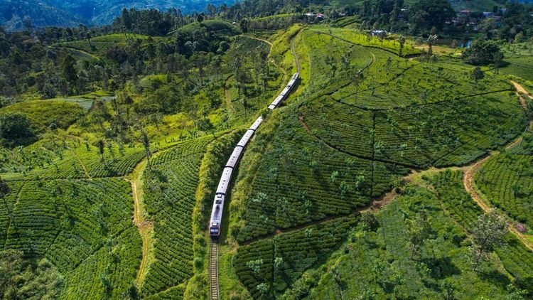 Un train traverse les plantations de thé au Sri Lanka.