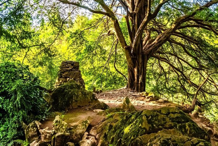 Bout de mur dans la campagne de Cork, émanant du château de Blarney