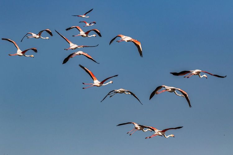 Vol de flamant rose, parc ornithologique du pont de Gau