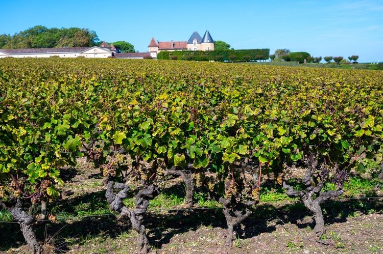 Le vignoble de Sauternes