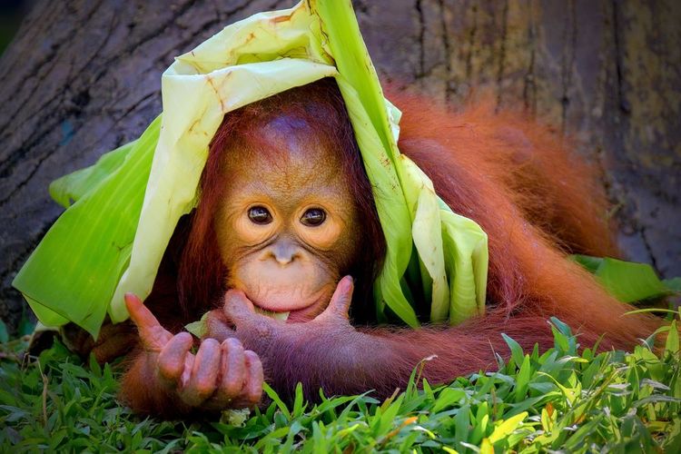 En milieu naturel, l'orang-outan fait des petits