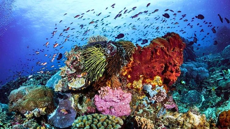 Plongée dans les couleurs du récif corallien costaricien