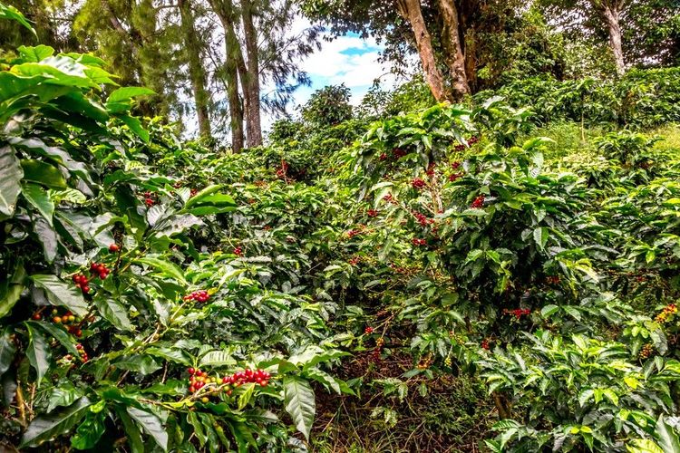 Plantations de caféiers sur la pente du volcan Poas.