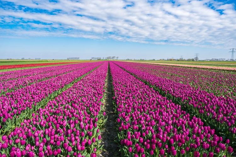 Champs de tulipes en fleurs aux Pays-Bas
