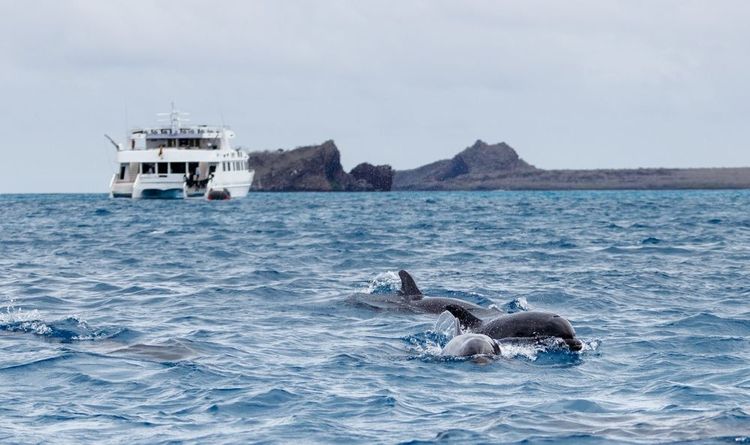L'observation des dauphins tursiops à Madère