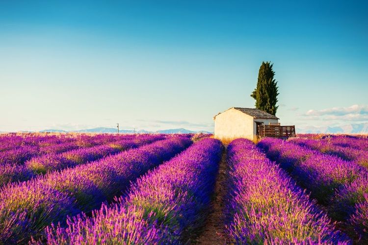 Champs de lavande en fleurs au coucher du soleil à Valensole, en Provence, en France.