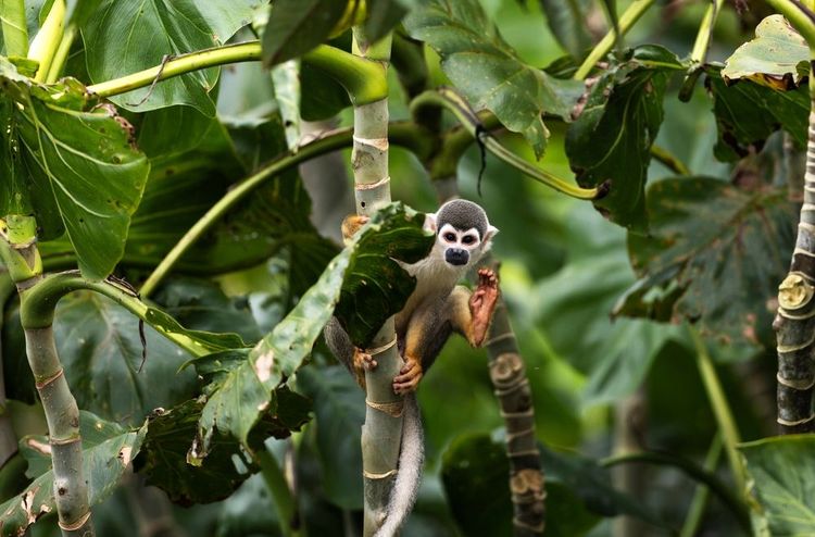 Le parc de Yasuni, Equateur