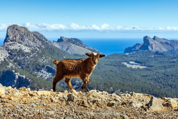 Chèvre en liberté sur le cap de Formentor