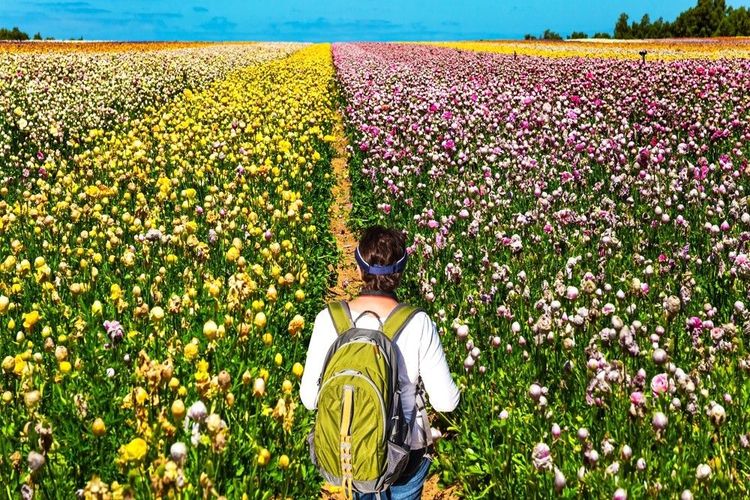 Champ de renoncules dans un kibbutz dans le sud d'Israël