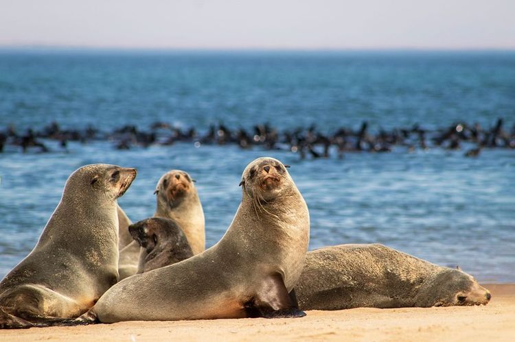 Les lions de mer de Cap Cross en Namibie