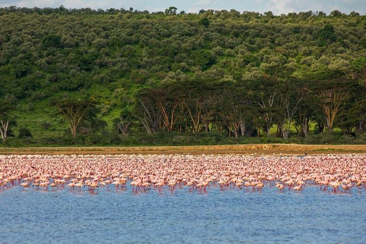 Les flamants roses dans le parc national du lac Nakuru