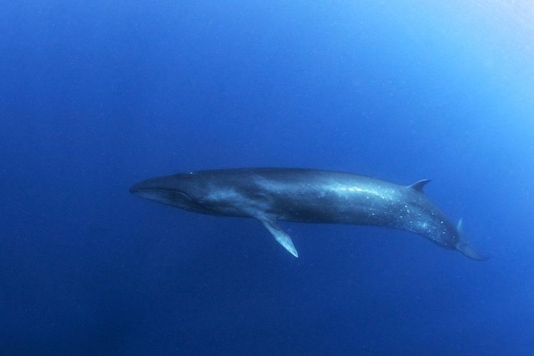 Rorqual boréal ou baleinoptère de Rudolphi photographié dans les profondeurs des Açores