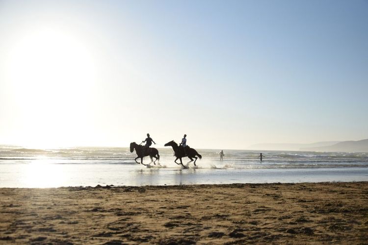 Galops sur la plage d'El Jadida