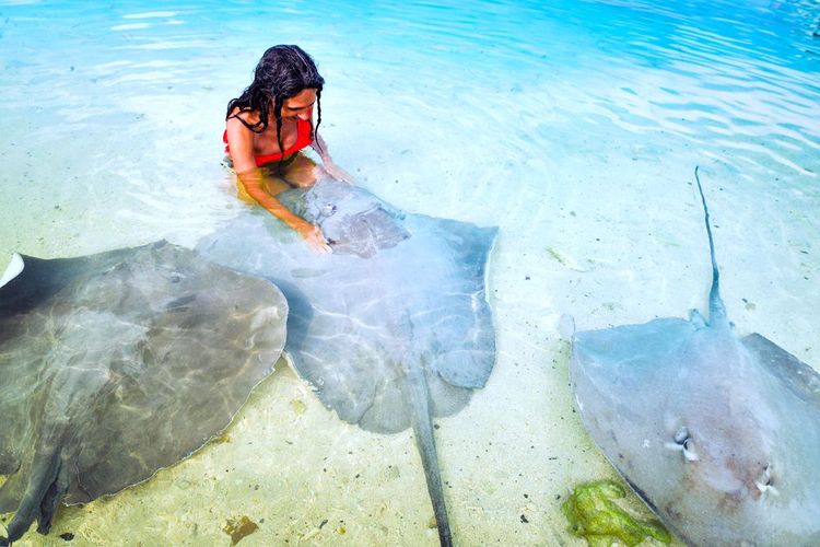 Caresser les raies fait partie des joies des Maldives, mais gare aux dards !