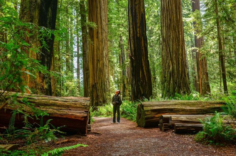 Parc national de Redwood, Californie 