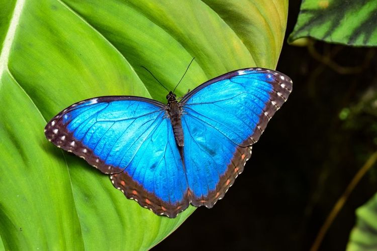 Le papillon Morpho Bleu (Morpho Peleides) présent au musée "Le Planneur bleu"