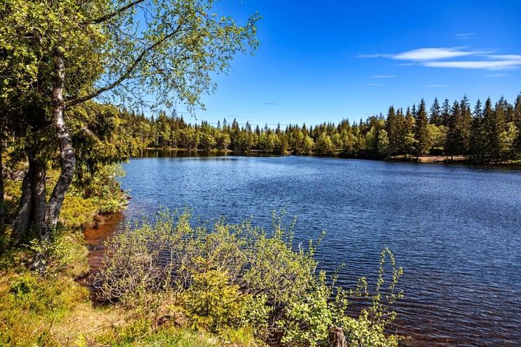 Lac cerné de pins dans la forêt de Nordmarka