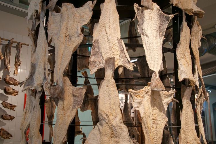 Morues en train de sécher dans le marché aux poissonx du port de Reykjavik