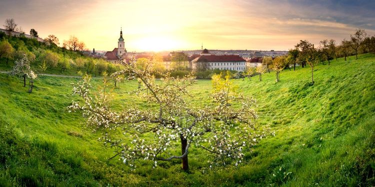 Cerisier en fleurs sur la colline de Pétrin