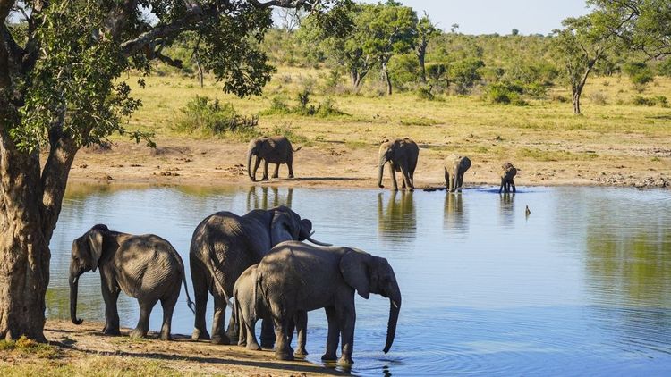 Un troupeau d'éléphants dans le parc national de Kruger
