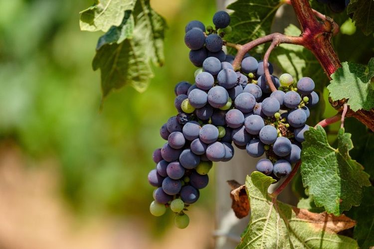 Vignes de Terramoll et son raisin, La Mola
